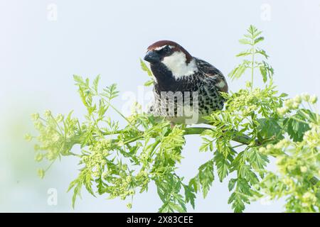 Moineau espagnol, passer hispaniolensis, mâle adulte seul perché dans la brousse, Bulgarie Banque D'Images