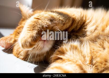 Chat gingembre mignon couché sous le soleil et appréciant Banque D'Images