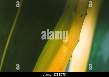 Agave Americana ou plante centenaire, maguey, plante épinière rayée jaune vert aloe américain en gros plan. Les piqûres sur les longues feuilles lisses. Banque D'Images