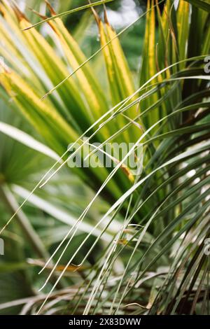 Trachycarpus fortunei, moulin à vent chinois palmier à feuilles persistantes, fond naturel du Bush. Lumière du soleil dans un jardin tropical, parc. Nature estivale exotique. Banque D'Images