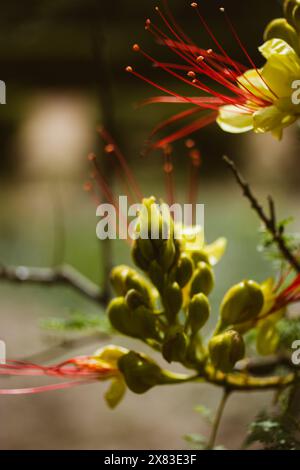 Erythrostemon gilliesii connu aussi comme oiseau de paradis. Fleur rouge exotique avec pétales jaunes, étamines. Nature estivale fleur sauvage Caesalpinia gilliesii Banque D'Images