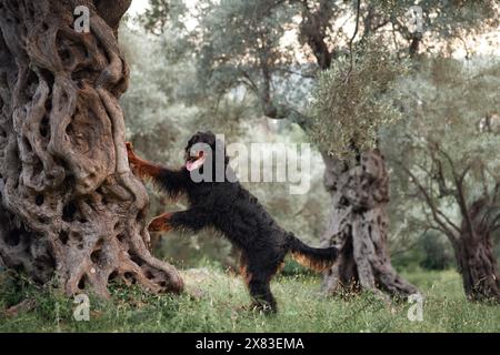 Gordon Setter interagit avec un olivier ancien, vivant et curieux. Le chien se tient debout sur les pattes arrière, fusionnant le jeu avec le bosquet intemporel Banque D'Images