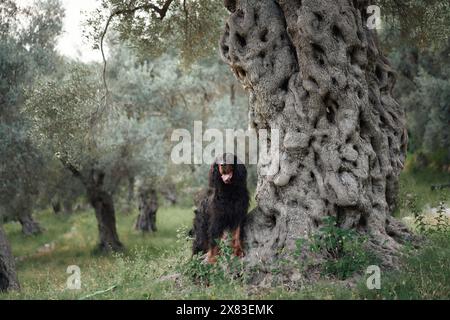 Gordon Setter interagit avec un olivier ancien, vivant et curieux. Le chien se tient debout sur les pattes arrière, fusionnant le jeu avec le bosquet intemporel Banque D'Images