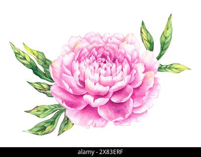 Illustration de fleurs de pivoines d'aquarelle. Fleur de pivoine dessinée à la main rose avec des feuilles - pour bouquets, couronnes, invitations de mariage, anniversaires, anniversaire Banque D'Images