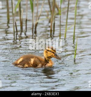 Canard colvert, Cley Marshes Norfolk Banque D'Images