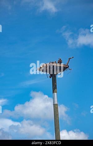 Nidification Osprey avec poussins sur la plate-forme, Bimini Basin, Cape Coral, Floride, États-Unis Banque D'Images