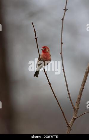 Une maison mâle finch assis sur une branche Banque D'Images