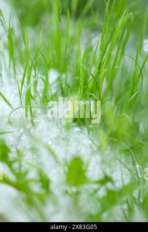 La peluche de peuplier recouvre l'herbe verte. Gros plan, mise au point sélective, verticale. Banque D'Images