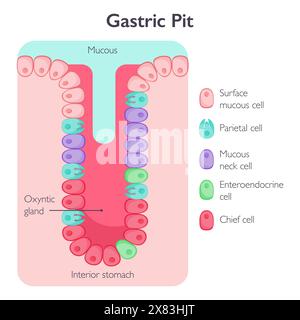 illustration du schéma éducatif de la fosse gastrique Banque D'Images