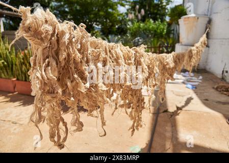 Fibres végétales naturelles suspendues au séchage au soleil, en préparation pour une utilisation dans la fabrication artisanale du papier. Banque D'Images