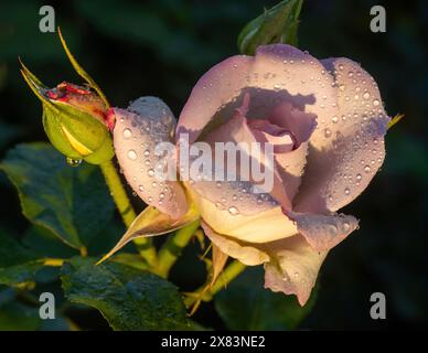 « Gemini » Rose mélange Hybrid Tea Rose en fleurs. San Jose Municipal Rose Garden à San Jose, Californie. Banque D'Images