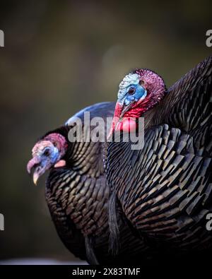 Gros plan de deux dindes tom de Merriam - Meleagris gallopavo - au début du printemps Colorado, USA Banque D'Images