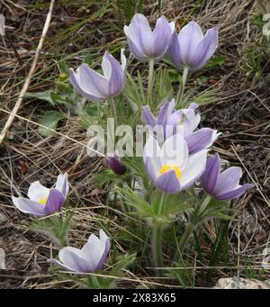 Fleurs sauvages violettes Pasqueflower (Anemone patens) dans les montagnes Beartooth, Montana Banque D'Images