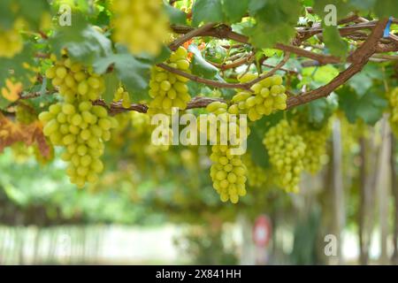 Raisins de vin blanc dans le vignoble le jour. Grappes de raisins verts de vin blanc sur la ferme fruitière de vigne bio en Thaïlande. Banque D'Images