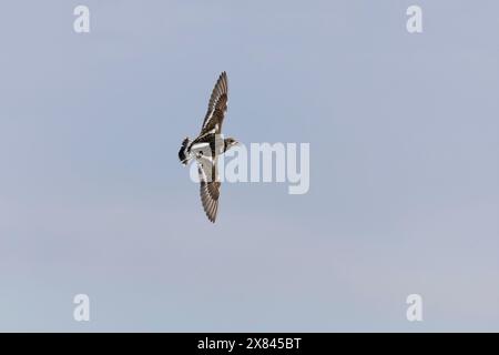 Ruddy Turnstone Arenaria interpres, plumage hivernal vol adulte, réserve Minsmere RSPB, Suffolk, Angleterre, mai Banque D'Images