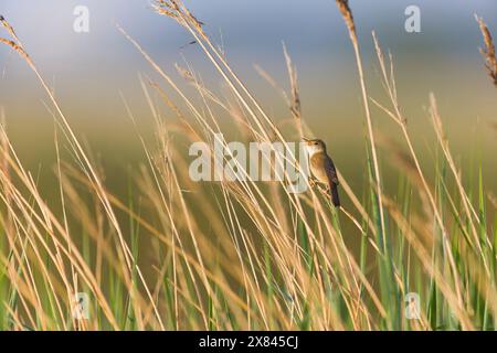 Paruline de roseau Acrocephalus scirpaceus, mâle adulte perché sur chant de roseau, réserve Minsmere RSPB, Suffolk, Angleterre, mai Banque D'Images