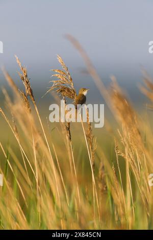 Paruline de roseau Acrocephalus scirpaceus, mâle adulte perché sur roseau, réserve Minsmere RSPB, Suffolk, Angleterre, mai Banque D'Images