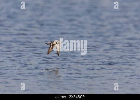 Ruddy Turnstone Arenaria interpres, plumage de reproduction en vol adulte, réserve Minsmere RSPB, Suffolk, Angleterre, mai Banque D'Images