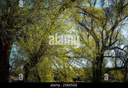 21 mai 2024 : les Cottonwoods florissants du printemps ajoutent des couleurs éclatantes à un paysage désertique élevé. Gunnison River Basin, Gunnison, Colorado. Banque D'Images