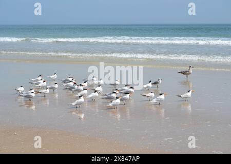 Un troupeau de sternes royales fait face à la plage, tandis qu'un seul mouette riant se tient près du bord de l'eau, face aux eaux turquoises de Ponce Inlet, Floride. Banque D'Images