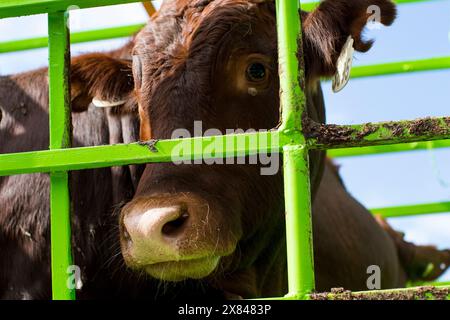 Viande hachée de boeuf maigre Topside - le boucher Banque D'Images