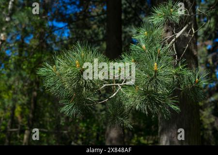 Gros plan branche de pin dans la forêt Banque D'Images