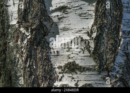 Gros plan de texture d'écorce de bouleau, image de fond Banque D'Images