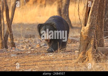 La faune étonnante du parc national de Ranthambore en Inde Banque D'Images