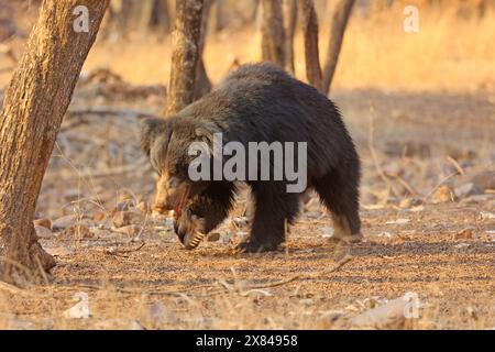 La faune étonnante du parc national de Ranthambore en Inde Banque D'Images