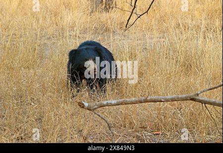 La faune étonnante du parc national de Ranthambore en Inde Banque D'Images