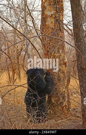 La faune étonnante du parc national de Ranthambore en Inde Banque D'Images