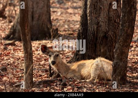 La faune étonnante du parc national de Ranthambore en Inde Banque D'Images