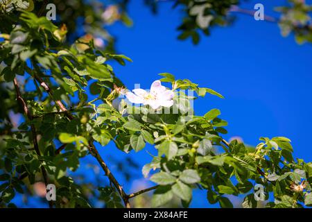 Rosa canina (Rosa corymbifera) devant un ciel bleu, Ternitz, basse-Autriche, Autriche Banque D'Images