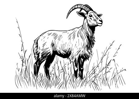Chèvre sur la tête du champ dessin à l'encre dessiné à la main. Logotype vectoriel de style gravé. Illustration de Vecteur