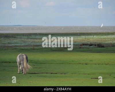 Un cheval gris se dresse dans un pâturage vert entouré d'oiseaux volants dans un vaste paysage, des chevaux sur un marais salé sur une île de la mer du Nord, Baltrum Banque D'Images