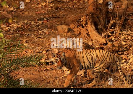 La faune étonnante du parc national de Ranthambore en Inde Banque D'Images