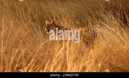 La faune étonnante du parc national de Ranthambore en Inde Banque D'Images