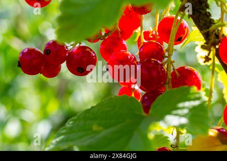 Les baies de groseilles rouges poussent dans le jardin ensoleillé. Plantation de groseilles rouges dans le champ d'été. Baies de groseille rouge dans le jardin ensoleillé. Banque D'Images