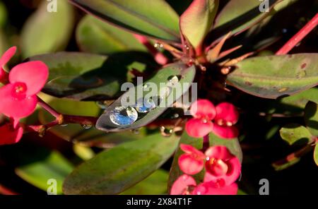 Gouttes de pluie presque sphériques, avec un ciel bleu réfracté en gouttelettes, sur une feuille d'Euphorbia Millii, Couronne d'épines, arbuste dans le jardin du Queensland. Banque D'Images