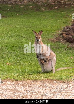 Petite mère wallaby à cou rouge, Macropus rufogriseus, avec un minuscule joey jetant un coup d'œil hors de la poche. Visiteurs sauvages réguliers au jardin du Queensland, Australie. Banque D'Images