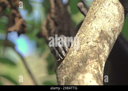 Les doigts d'un macaque à crête noire (Macaca nigra) sont photographiés sur une branche d'arbre, alors qu'il repose dans la forêt de Tangkoko, Sulawesi du Nord, Indonésie. Banque D'Images