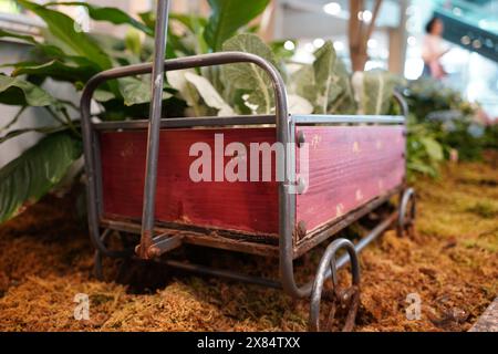 Vieux chariot miniature en bois avec des plantes dans la serre Banque D'Images