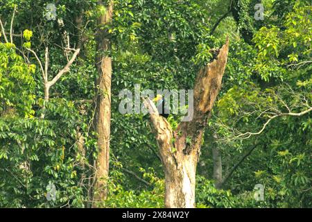 Une femelle à bec de corne (Rhyticeros cassidix) perche sur un arbre mort au pied du mont Tangkoko et du mont Duasudara dans le nord du Sulawesi, en Indonésie. Banque D'Images