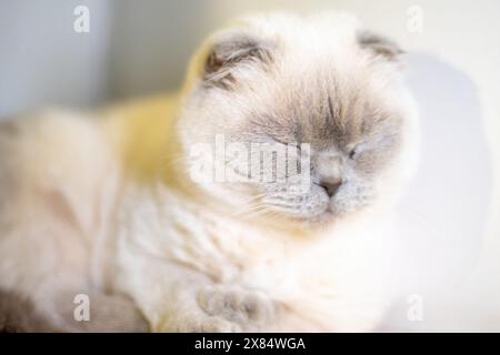 Un chat est allongé sur une surface blanche. Le chat regarde loin de la caméra. Le chat semble détendu et confortable. Banque D'Images