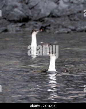 Gros plan d'un Shag antarctique -Leucocarbo bransfieldensis- nageant en mer, près de l'île de Cuverville, sur la péninsule antarctique Banque D'Images