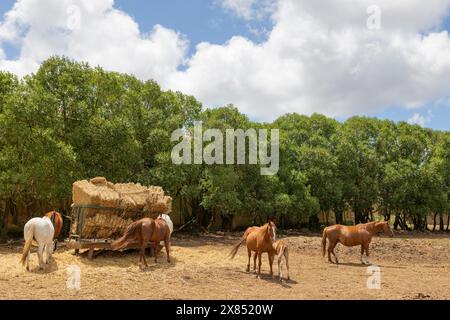 Un groupe de chevaux paissent dans un champ avec une mangeoire à foin en arrière-plan Banque D'Images