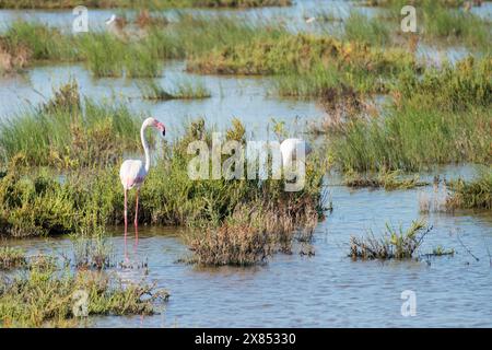 Flamants roses dans un beau paysage. Espagne Banque D'Images