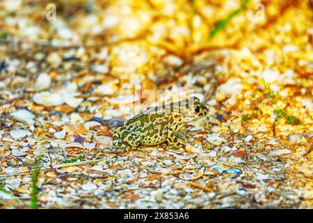 Le crapaud variable (Bufo viridis) chasse les petits insectes dans les dunes des steppes Banque D'Images
