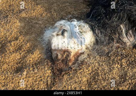 Les troupeaux de mouche ovine (Lucilia sericata) nourrissent et pondent des œufs sur la carcasse d’un mouton (distemper). Les larves de mouches mangent le cadavre pourri, les décomposeurs. Pi Banque D'Images