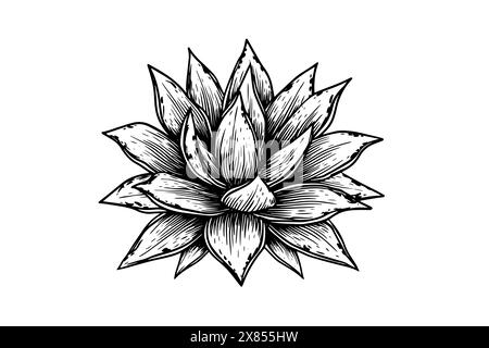 Esquisse à l'encre d'agave bleue. Dessin vectoriel d'ingrédient de tequila. Illustration de gravure de plante mexicaine. Illustration de Vecteur
